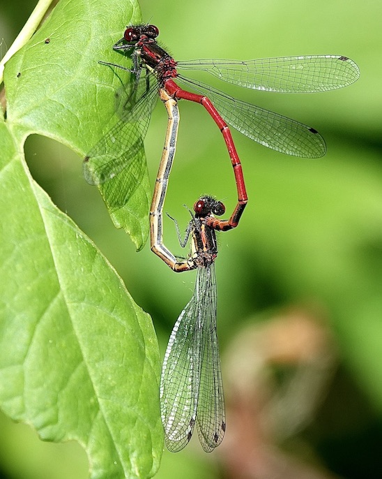 large red damselfly